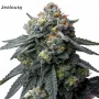 Семена конопли Candy Pack от Barney's Farm